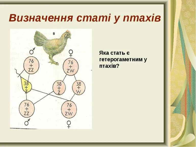 Какой пол человека является гетерогаметным. Определение пола у птиц. у птиц гетерогаметным полом является женский пол. генетика пола птиц. гетерогаметный мужской пол у птиц.