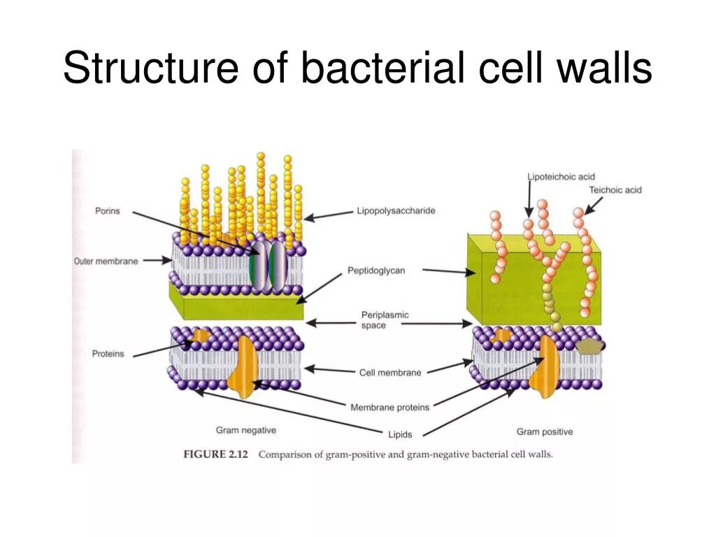 Bacterial Cell structure. Bacterial Cell Wall. Bacteria Cell structure. Клеточная стенка бактерии на прозрачном фоне.