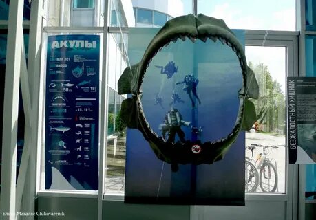 Билеты в музеи калининграда
