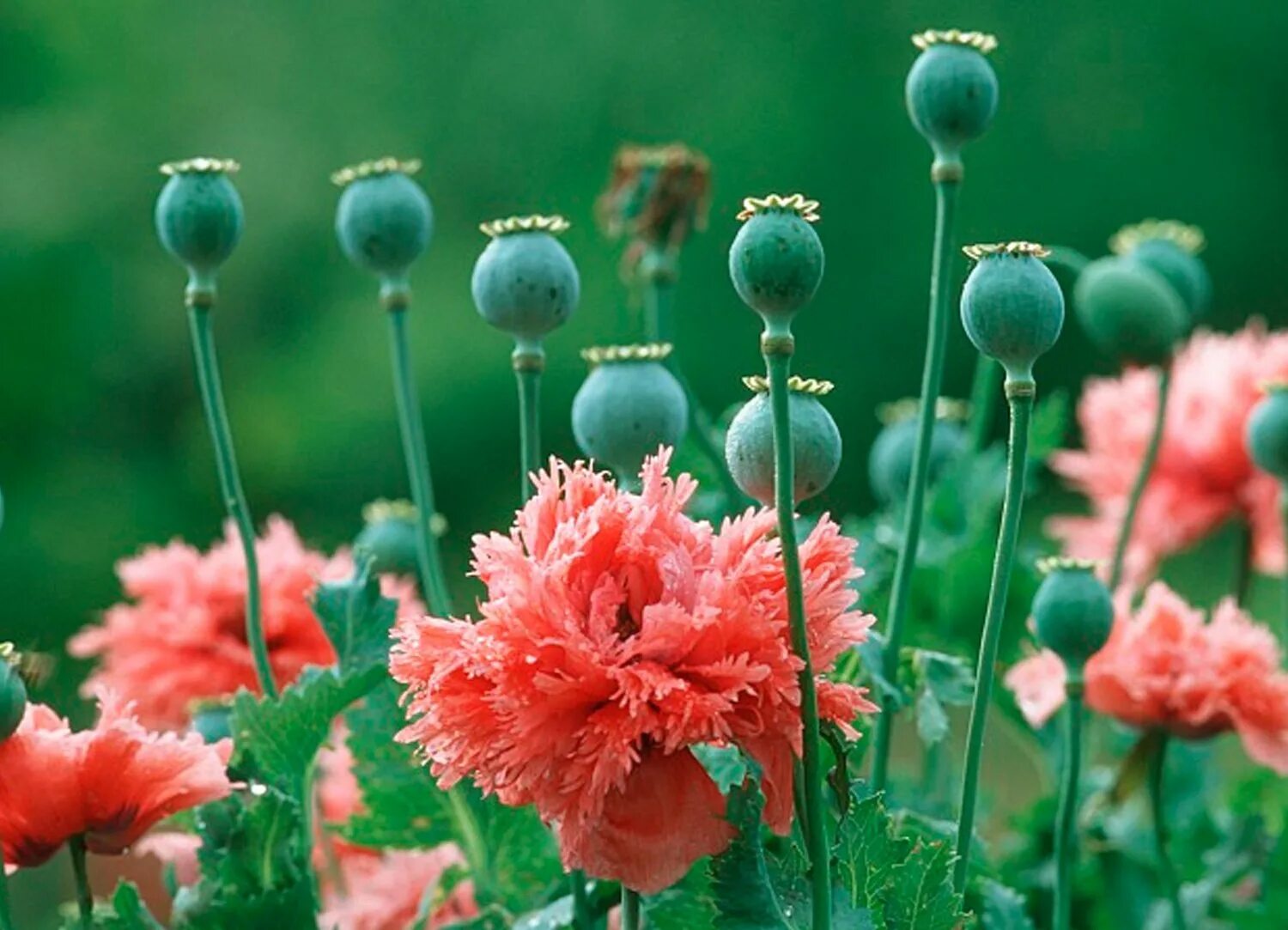 Как отличить мак. Мак снотворный мак опиумный. мак опийный (papaver somniferum). мак цветок опиум. мак самосейка опиум.