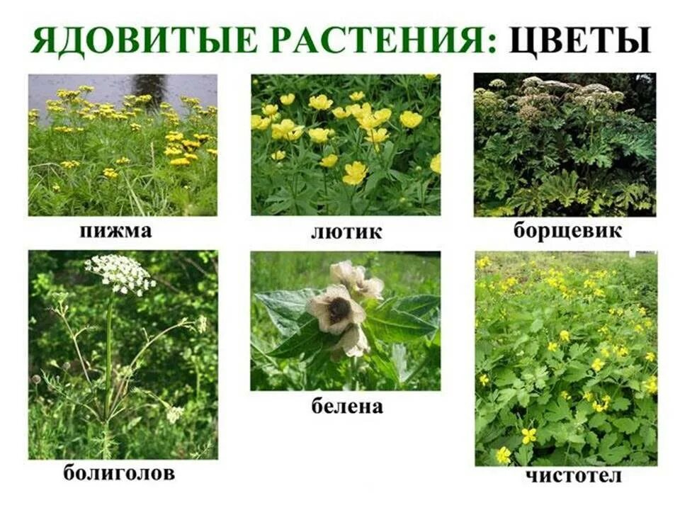 Опасные растения для человека и животных. Ядовитые растения. лекарственные и ядовитые растения. травы названия. ядовитыерастеня россии.