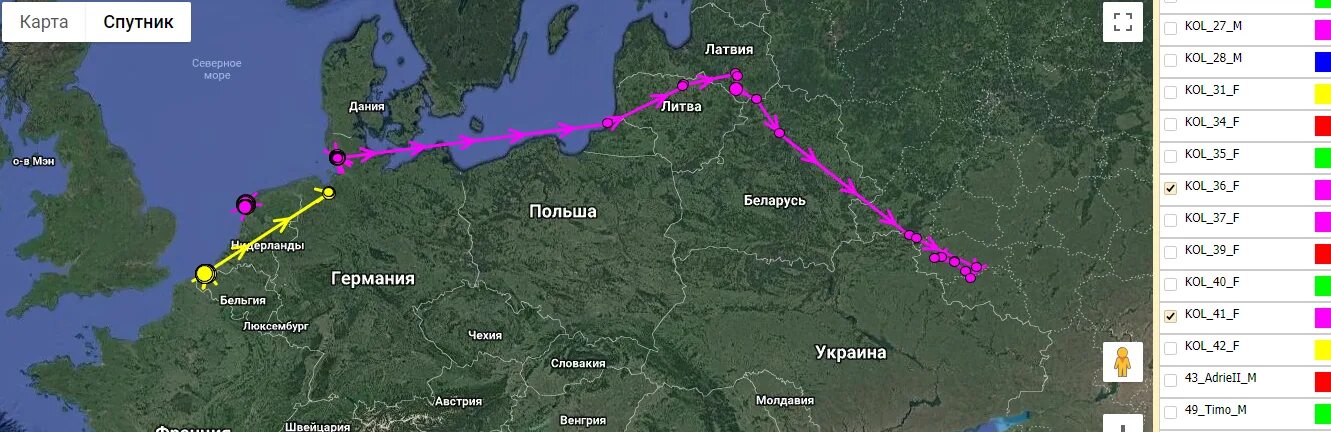 Карта пролета. Карта миграции гусей в России. Путь миграции белолобого гуся в России. Пути миграции гусей на карте России. Карта миграции гусей в России весной.