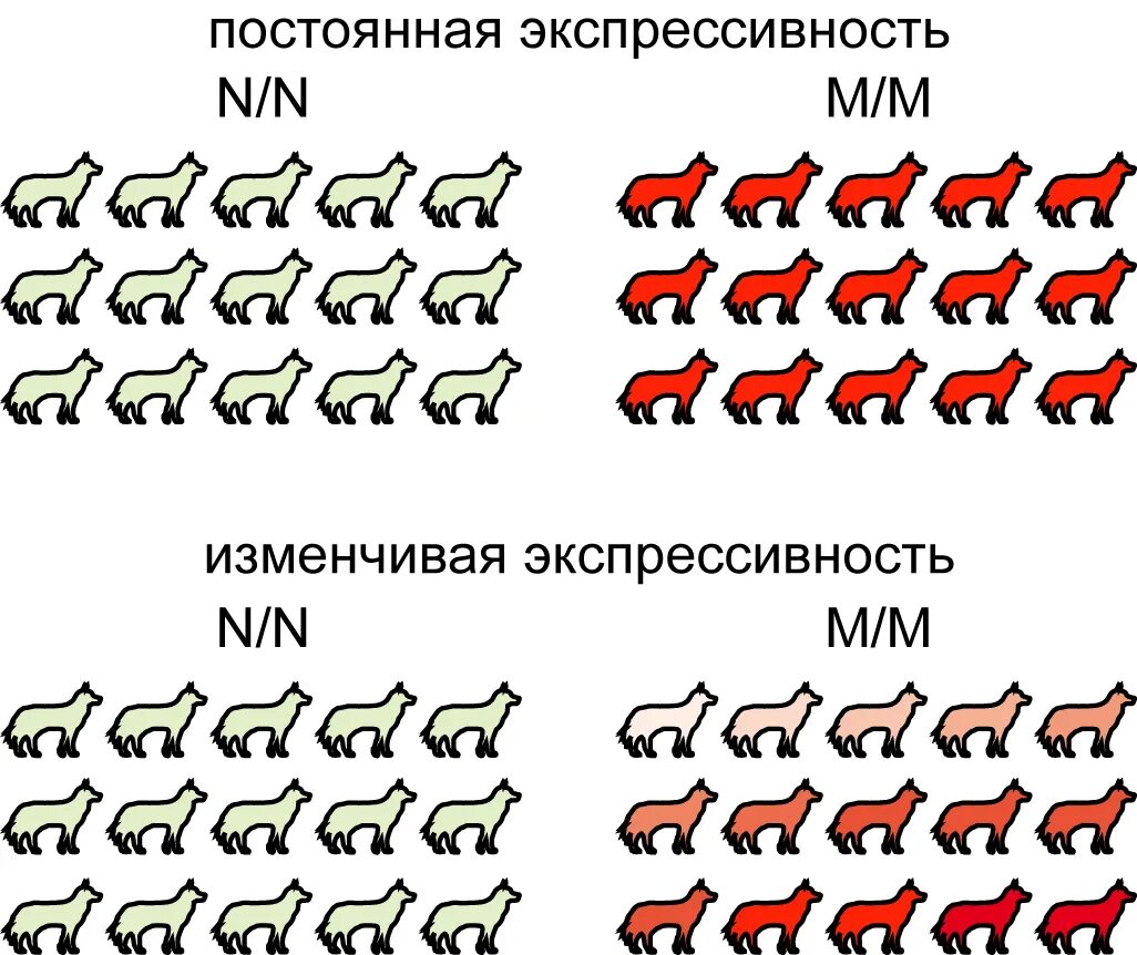 Полная и неполная пенетрантность генов это. Неполная пенетрантность Гена. Экспрессивность. Пенетрантность и экспрессивность.