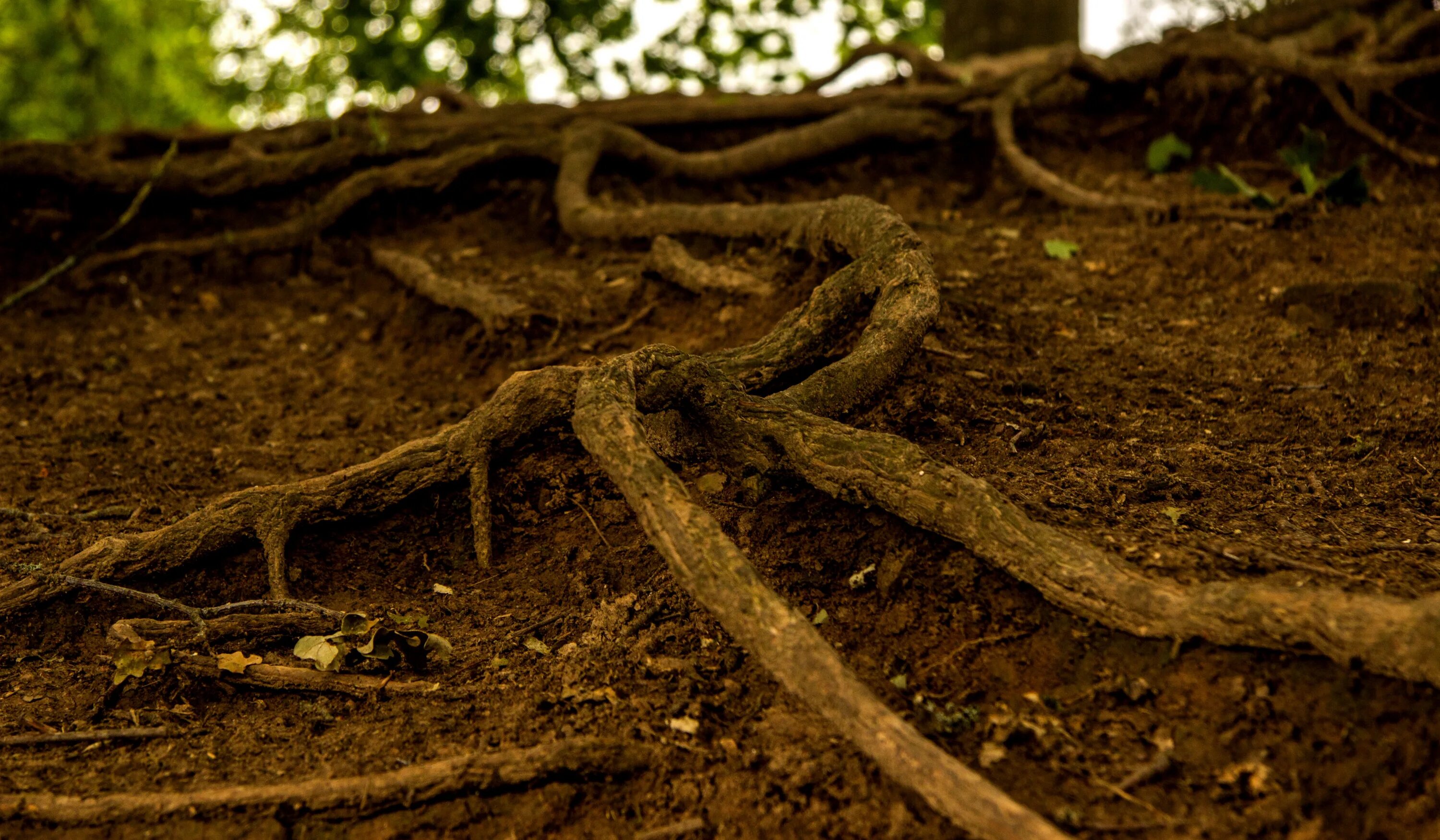 Корневой участок. Корни дерева. Дерево с почвой. Корни дерева в почве. Выпирающие корни деревьев.
