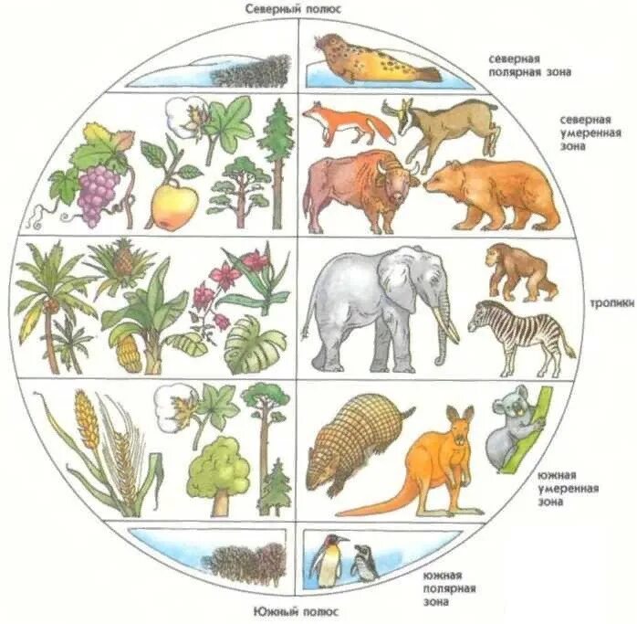 На разнообразие флоры и фауны влияют. Животные и растения разных зон. Мир животных и растений. Растения разных климатических зон. Животные климатических зон.