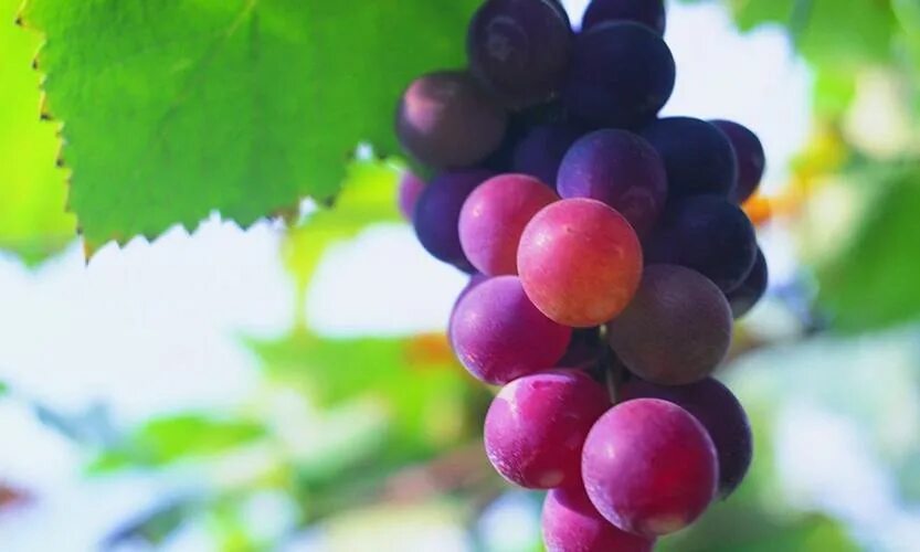 Grape acid