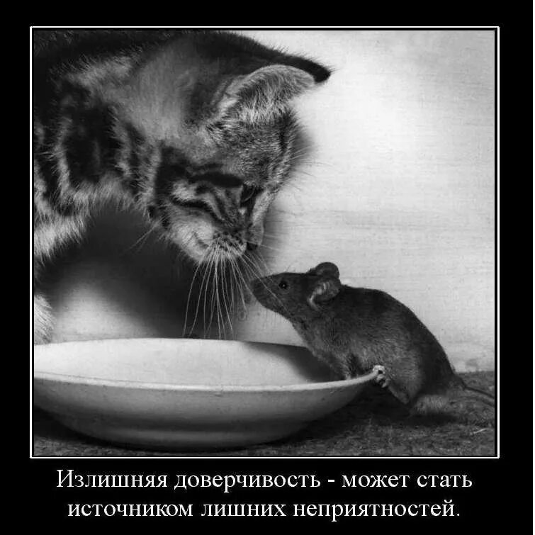Афоризмы про доверие. Фразы со смыслом. Излишняя доверчивость. Стихотворение про доверие к людям. Определение к слову доверчивость.