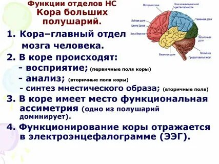 Функции коры больших полушарий головного мозга человека