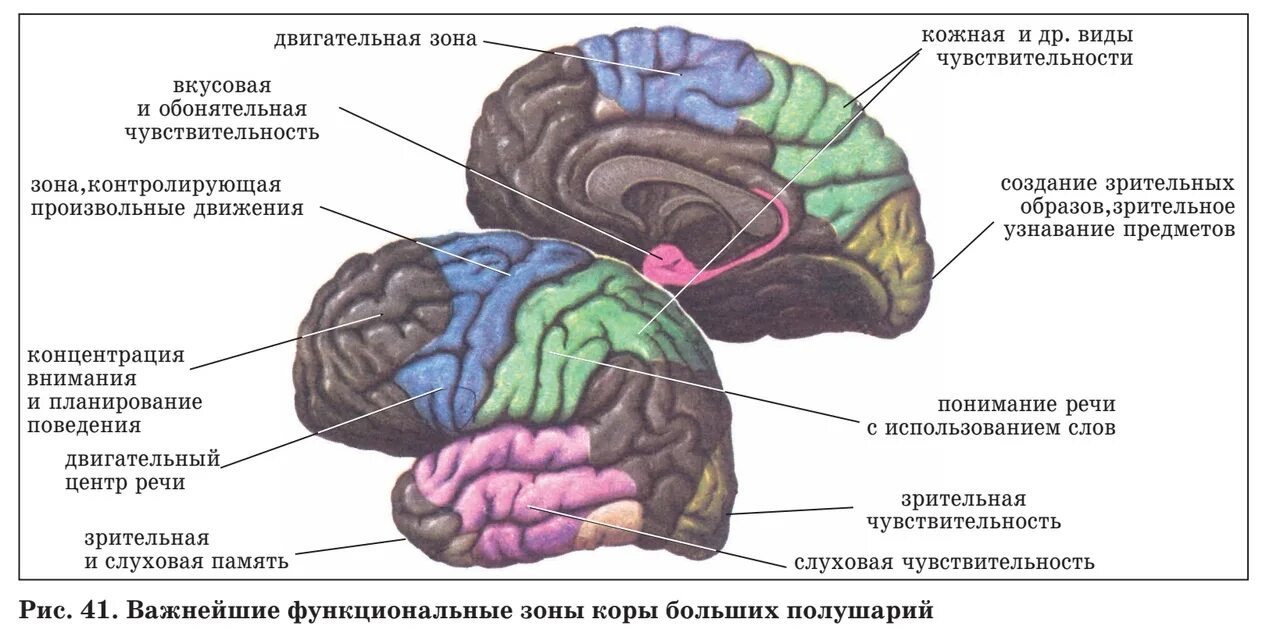 Зоны чувствительности коры головного мозга. Обонятельная зона коры головного мозга. Функциональные зоны больших полушарий головного мозга. Головной мозг зоны КБП. Обонятельные зоны мозга