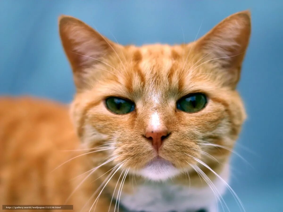 Кошак. Бразильская короткошерстная кошка рыжая цейлонская. Морда кота. Рыжий кот. Морды котов.