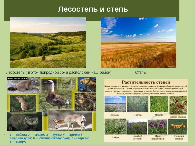 Какие природные зоны есть в степи. Природная зона лесостепей и степей в Евразии животные. Растительный мир лесостепи география 8 класс. Животные лесостепной и Степной зоны России.