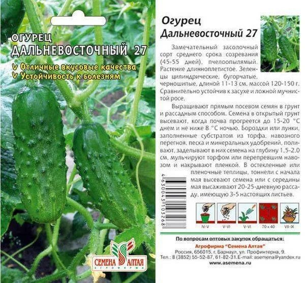 Дальневосточный кустовой описание огурец. Огурцы дальневосточные характеристика и описание. Огурец дальневосточный фото. Огурец дальневосточный 27 характеристика. Огурец дальневосточный 27.