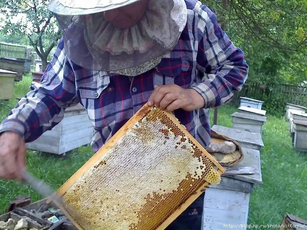 Сбор меда. Пчеловодство. Сбор меда на пасеке. Пчеловодство в России.