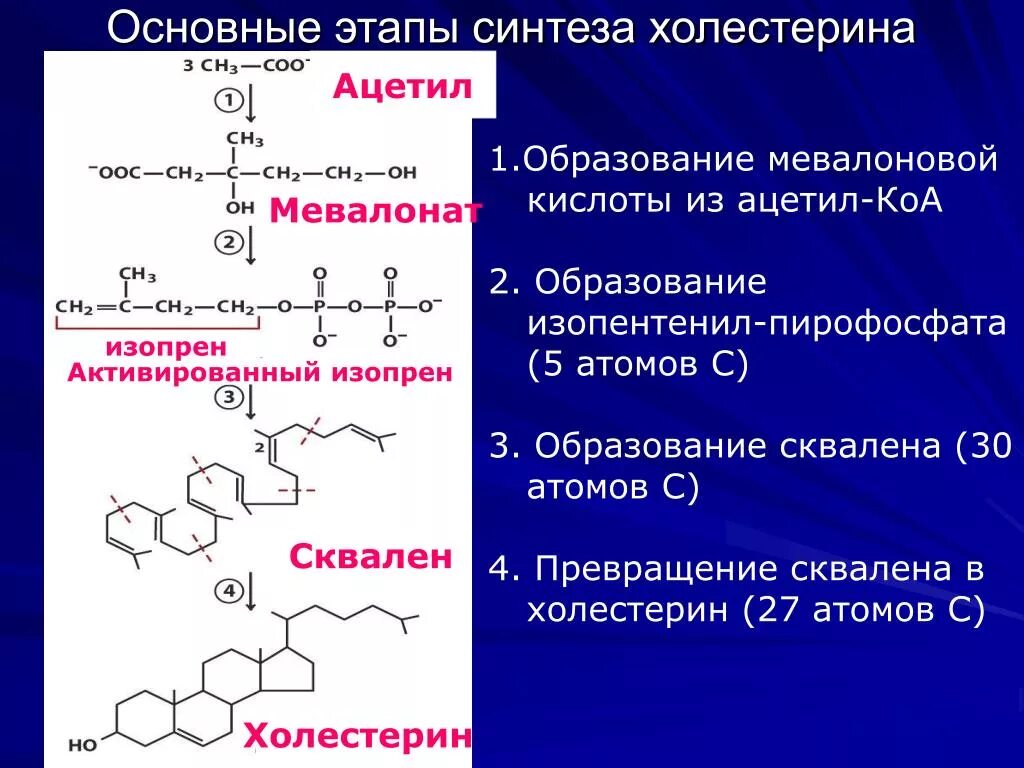 Ферменты холестерина. Синтез холестерола биохимия 1 этап. Синтез холестерина схема. Образование холестерина из мевалоновой кислоты. Последовательность этапов синтеза холестерина.