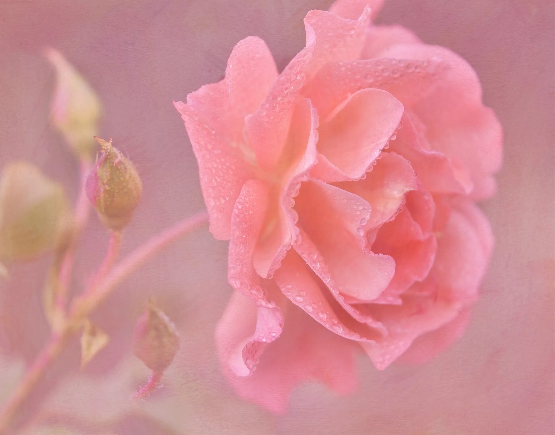 Картинки розов. Нежный цветок. Нежные розовые цветы. Бледно розовые цветы. Нежно розовый цвет.