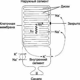 Внутренний сегмент