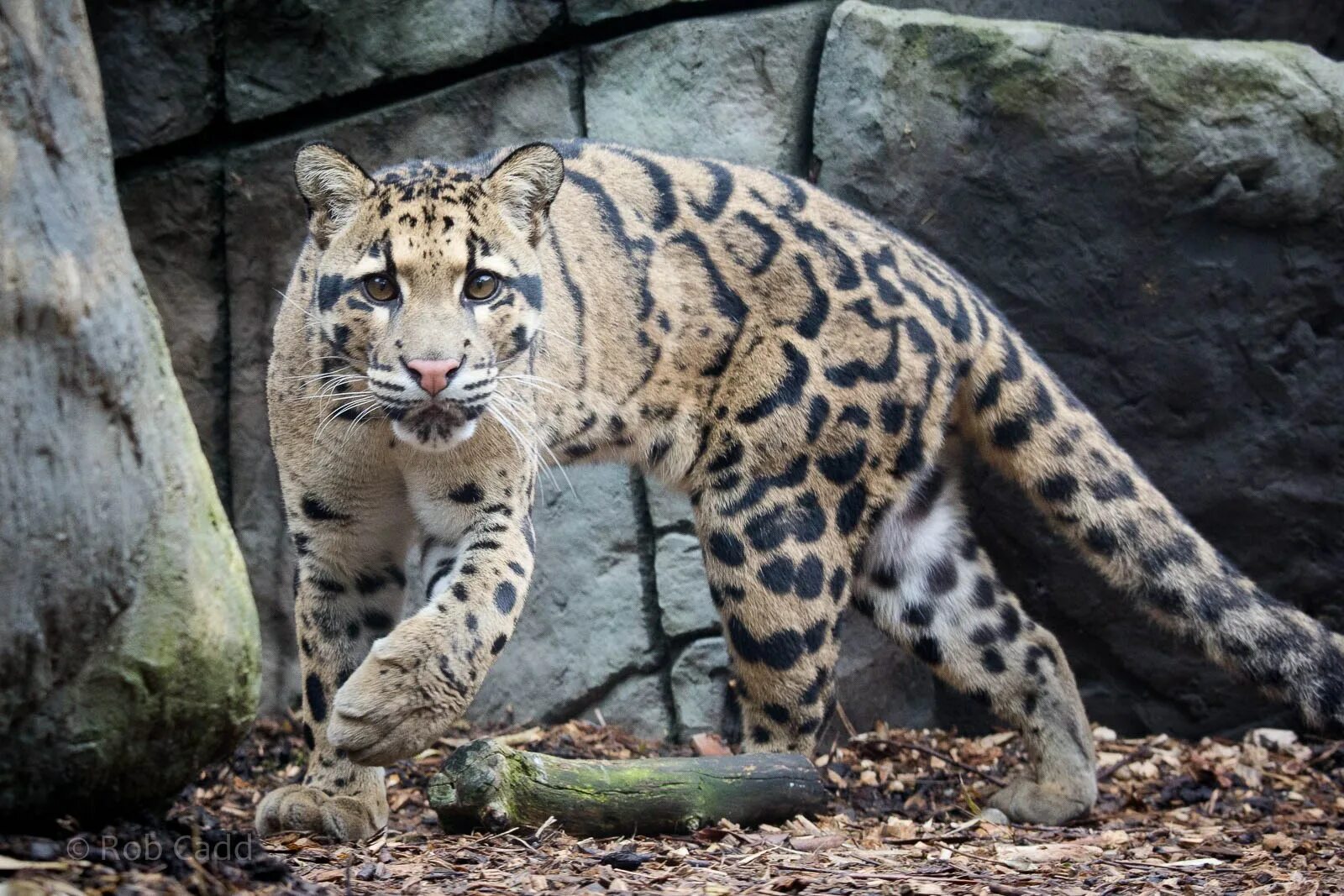 Clouded leopard