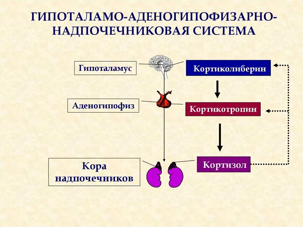 Гормоны надпочечников гормон гипофиза. Гипоталамо гипофизарная система надпочечников. Регуляция функции гипоталамо-гипофизарно-надпочечниковой системы.