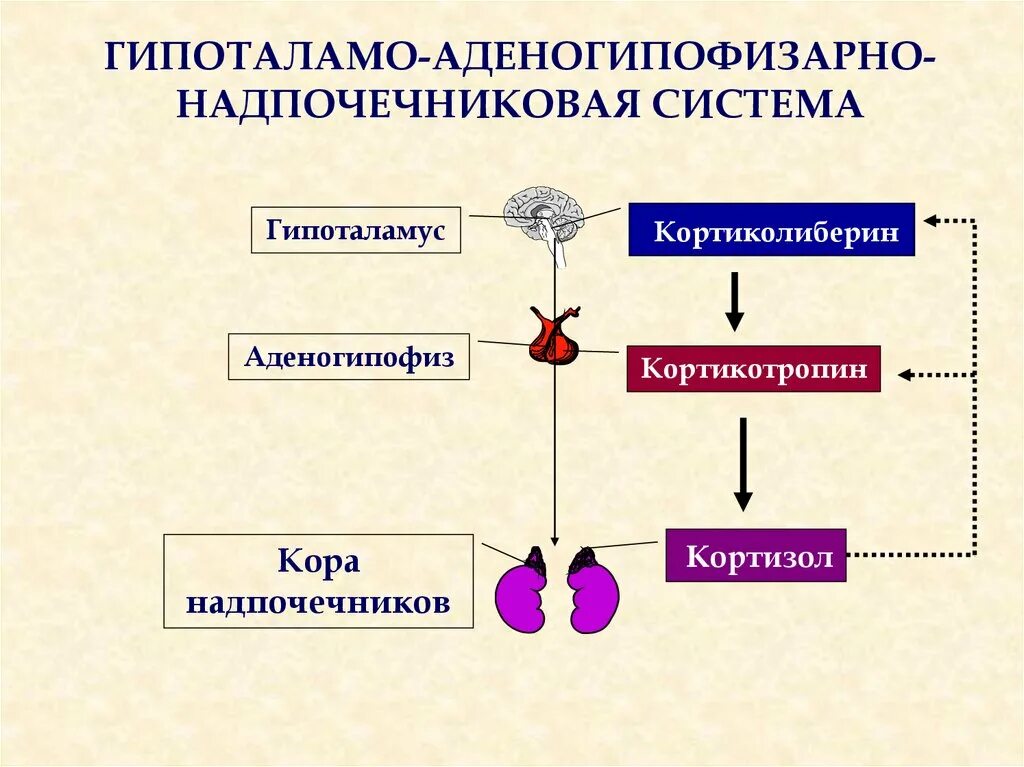 Гипоталамо гипофизарная система надпочечников. Регуляция функции гипоталамо-гипофизарно-надпочечниковой системы.