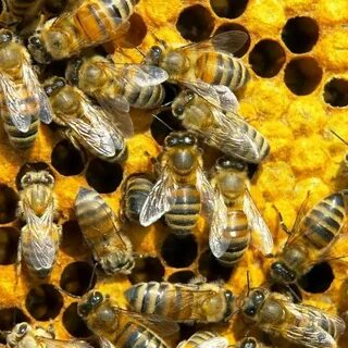 Пчелы владимирская область