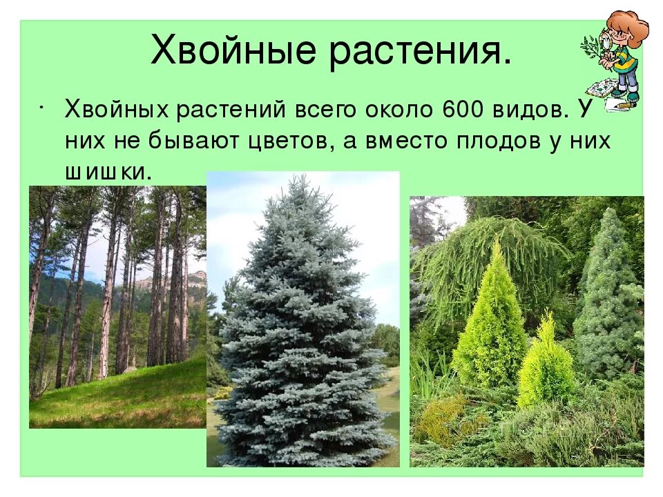 Хвойные растения и их значение. Хвойные растения и описание и картинки. сколько видов хвойных растений.