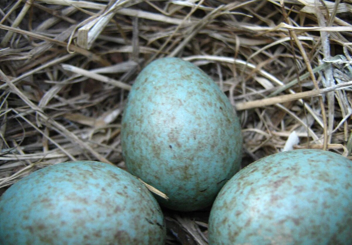 Зеленые яички. Птичьи яйца. Голубые яйца. Голубые яйца в крапинку. Яйца птиц голубые в крапинку.