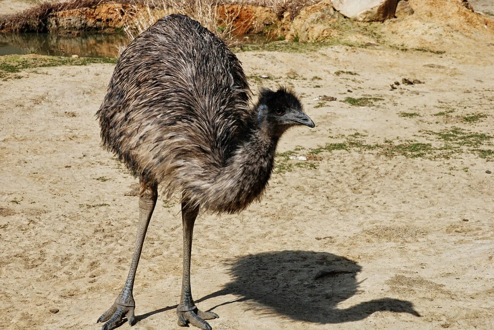 Австралийский страус эму. Животные Австралии страус эму. Птицы Австралии страус эму. Страусенок эму.