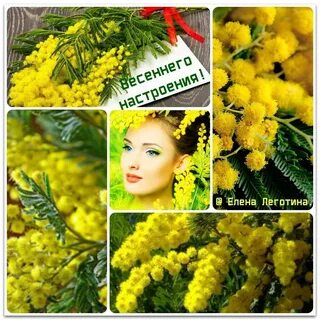 Поздравляю с днем мимозы любовниц и коллег