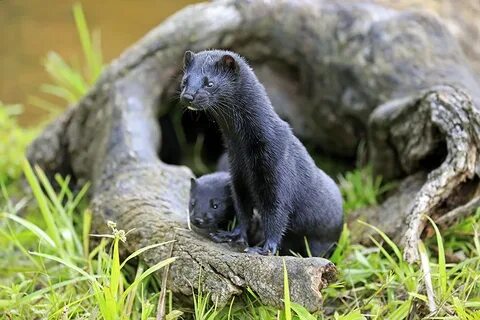 Самка норки