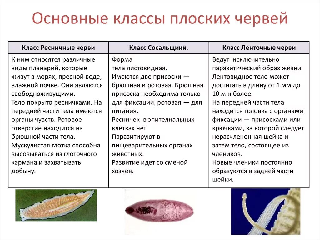 Свободноживущие плоские черви признаки. Основные характеристики плоских червей. Общие признаки типа плоские черви 7 класс. Общая характеристика плоских червей. Общие черты плоских червей 7 класс.