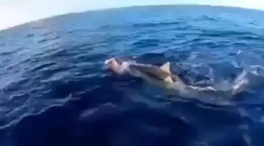 Акула спасла черепаху