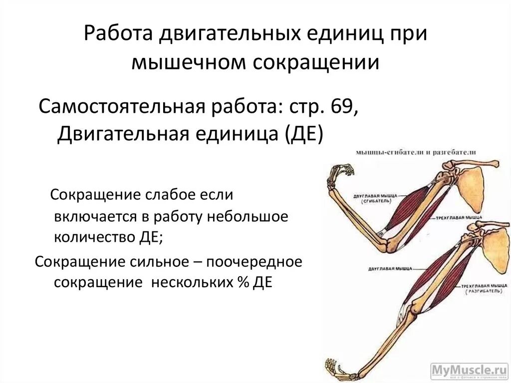 Система сокращения мышц схема. Двигательные единицы мышечного сокращения. При мышечном сокращении. Принцип работы мышц.