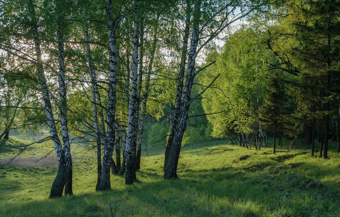 Русские леса. Летний лес. Летом в лесу. Природа России