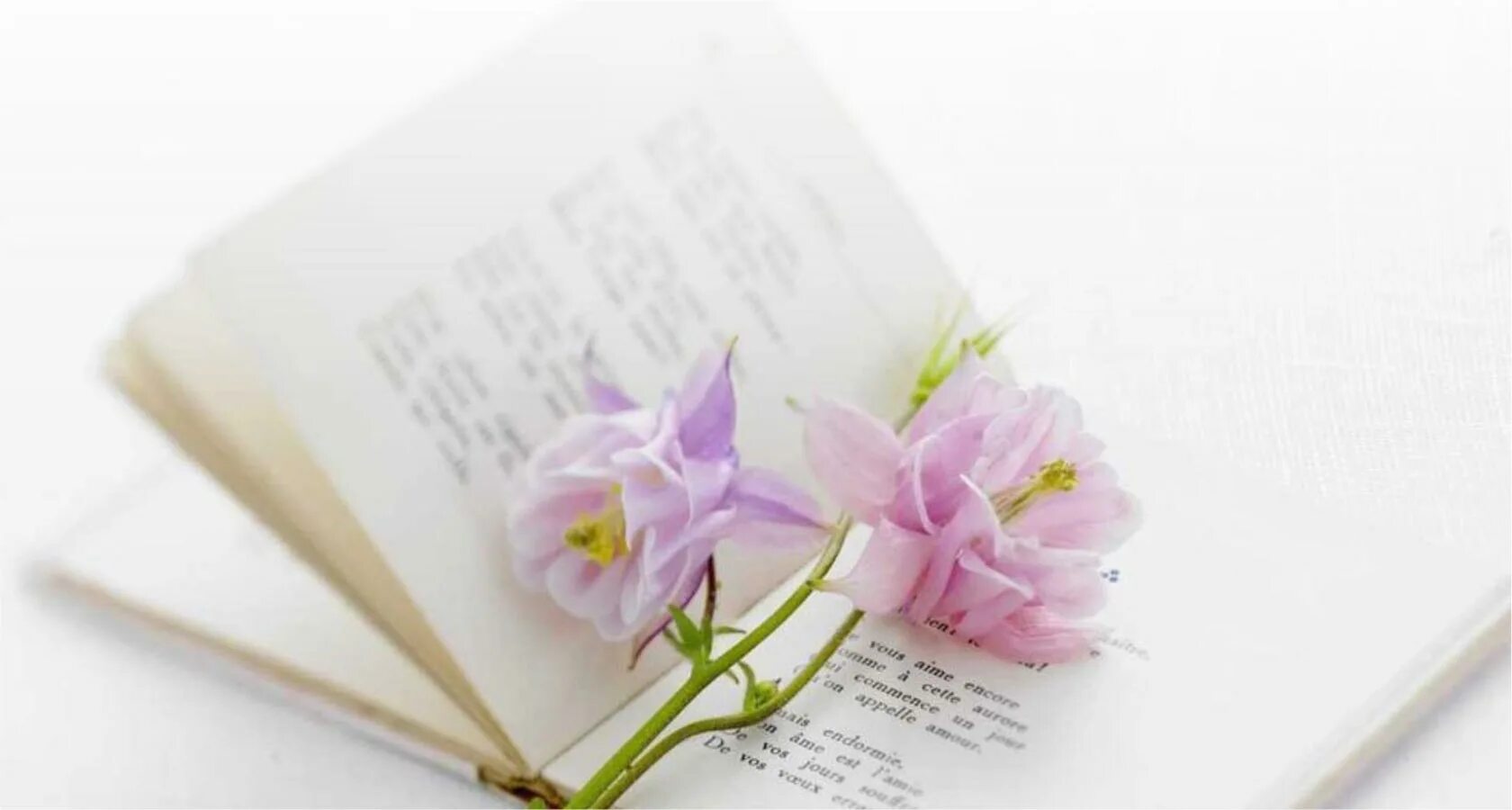 Стих цветы книги. Открытки книги и цветы. Книга с цветами. Засушенный цветок в книге. Стихи книга.