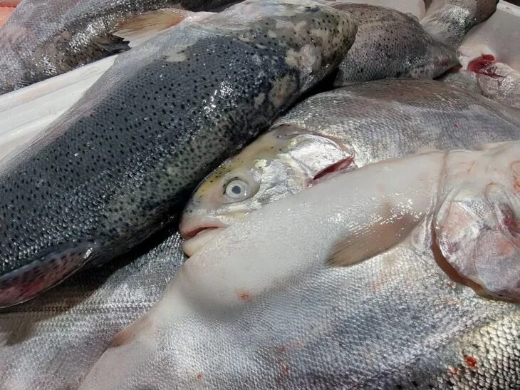 Рыба мороженая. Размораживание рыбы мороженной. Рыба размораживается. Оттаивать рыбу. Оттаивание рыбы.