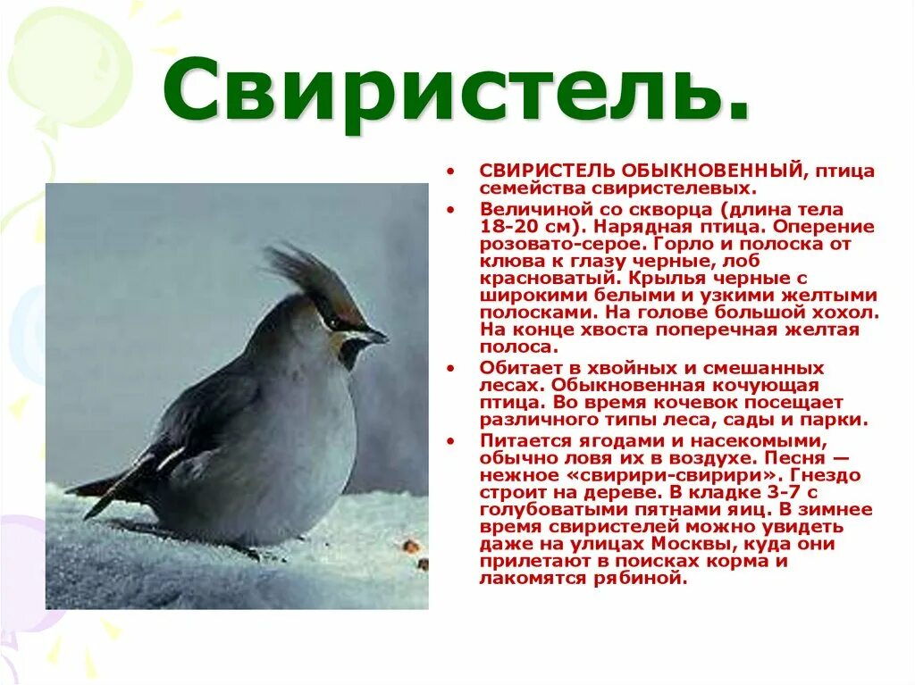 Слово свиристел. Свиристель продуцент. Свиристель род. Свиристель интересные факты для детей. Загадка про свиристель.