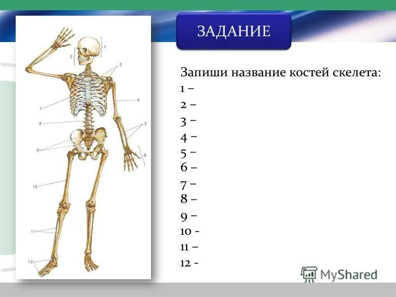 Скелет человека с названием костей 4 класс. Скелет с названиями костей. Строение скелета 8 класс биология. Скелет из учебника.