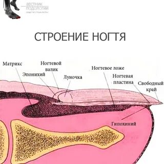Что такое матрикс ногтя