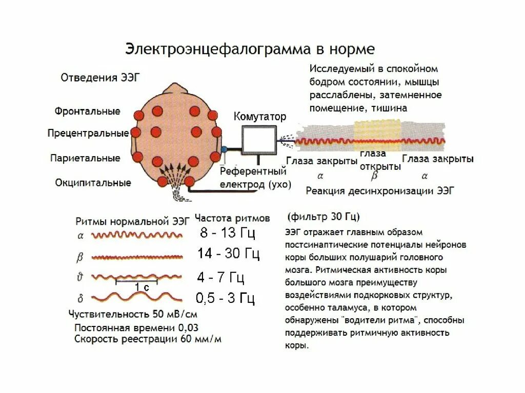 Ээг отзывы детям. Электроэнцефалография анализ ЭЭГ физиология. Стандартные отведения ЭЭГ. ЭЭГ головного мозга физиология. Затылочные электроды ЭЭГ.