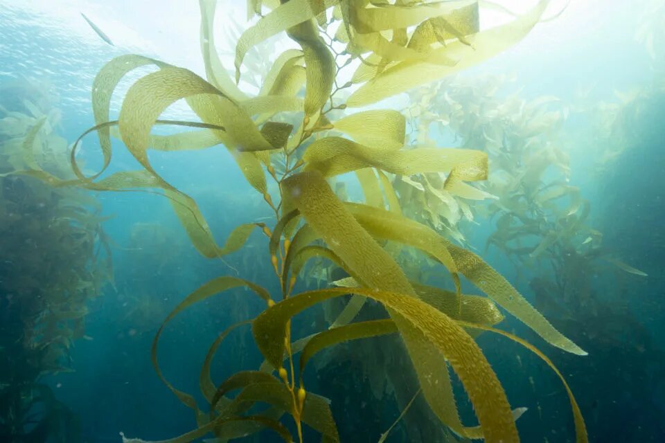 Планктон водоросли. Келп бурая водоросль. Ламинария Kelp. Ламинария дигитата. Водоросли келп ламинариевые.