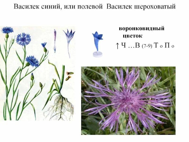 Василек Луговой синий. Василек полевой. Василек Луговой и Василек синий. Семейство Астровые Василек.