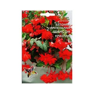 Бегония шансон