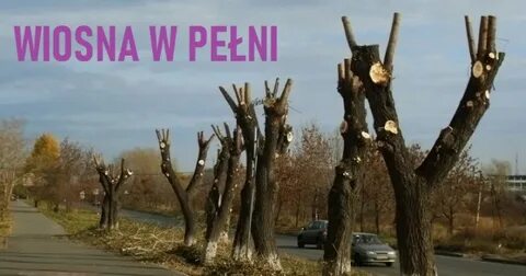 Скошенное дерево остается жить