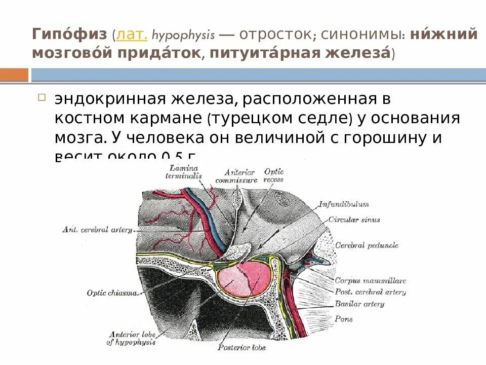 Гипофиз седло. Железа расположенная в турецком седле. Строение гипофиза человека.