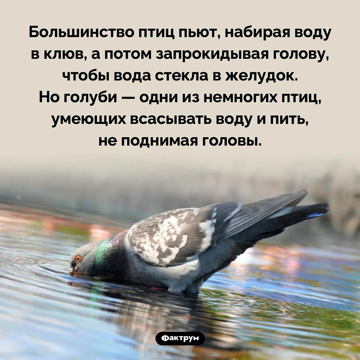 Голубь пьющий воду. Интересные факты о голубях. Птицы пьют воду. Интересные голуби. Интересные факты о голубях для детей.