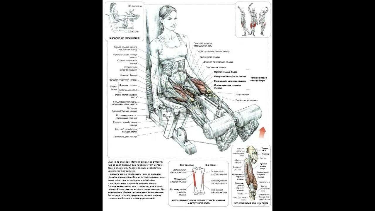 Разгибание голени сидя. Разгибание голени в тренажере техника. Тренажер для сгибания и разгибания ног. Life fitness; разгибание ног. Тренажер для сгибания и разгибания ног сидя.