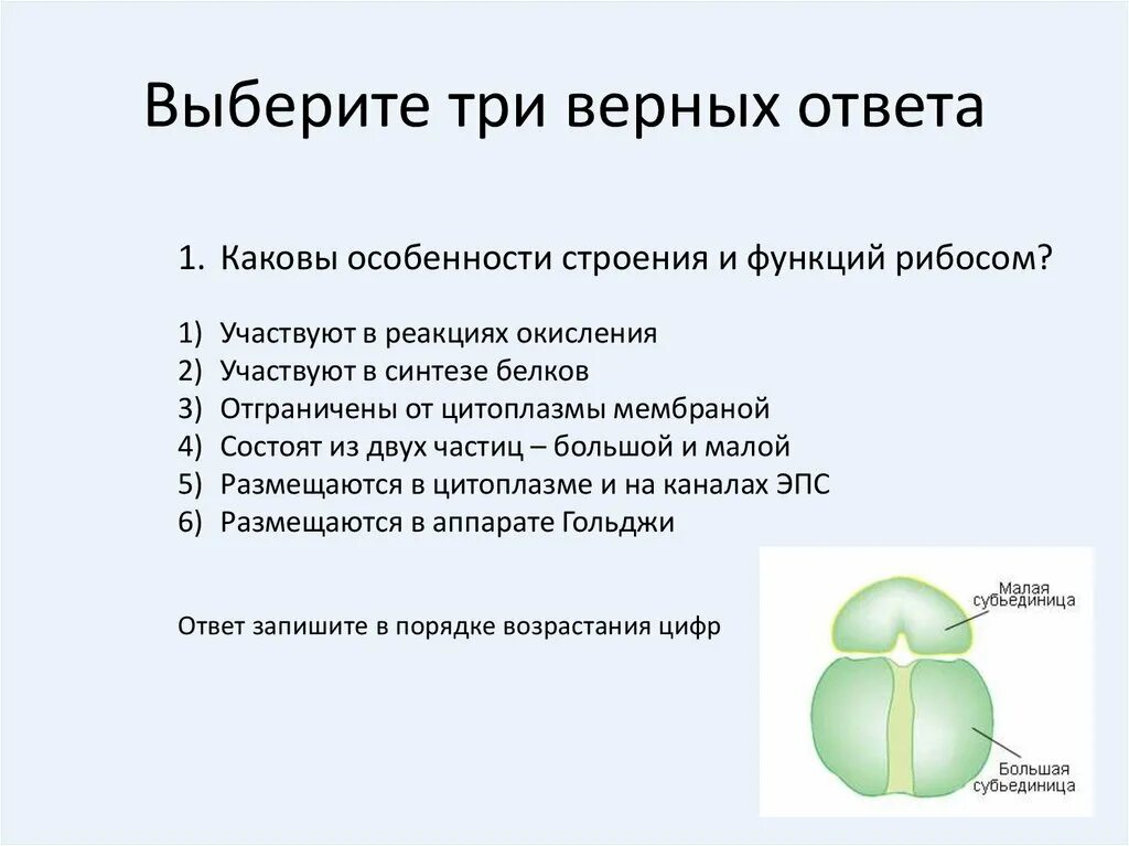 Укажите три элемента верного ответа. Рибосомы особенности строения. Рибосомы особенности строения и функции. Рибосомы функции. Строение рибосомы.