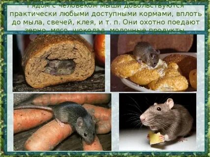 Каков покров тела у домовой мыши