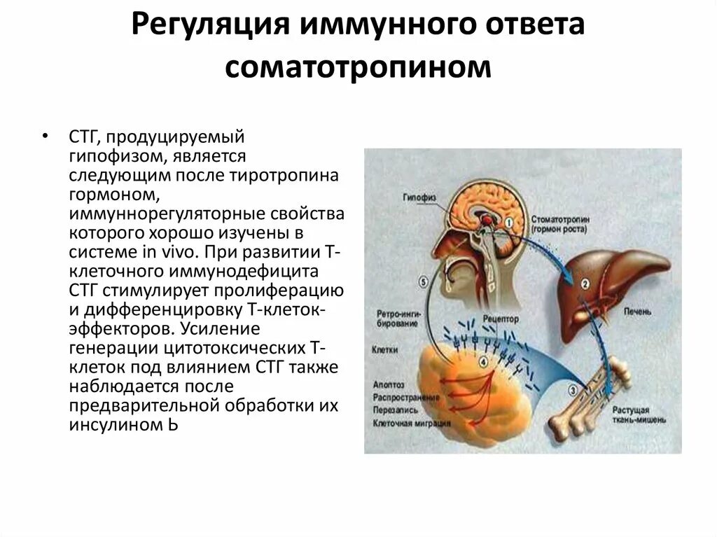 Реакция организма на гормоны. Фармакологическая регуляция иммунного ответа схема. Механизмы регуляции иммунного ответа. Механизм регуляции иммунитета. Регуляция иммунных реакций.