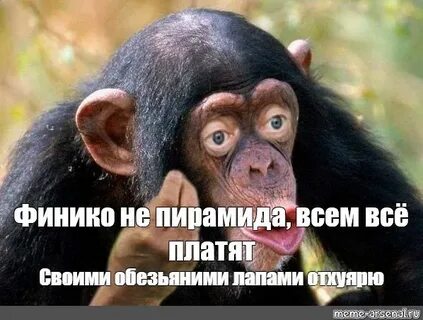 Обезьяна объясняет